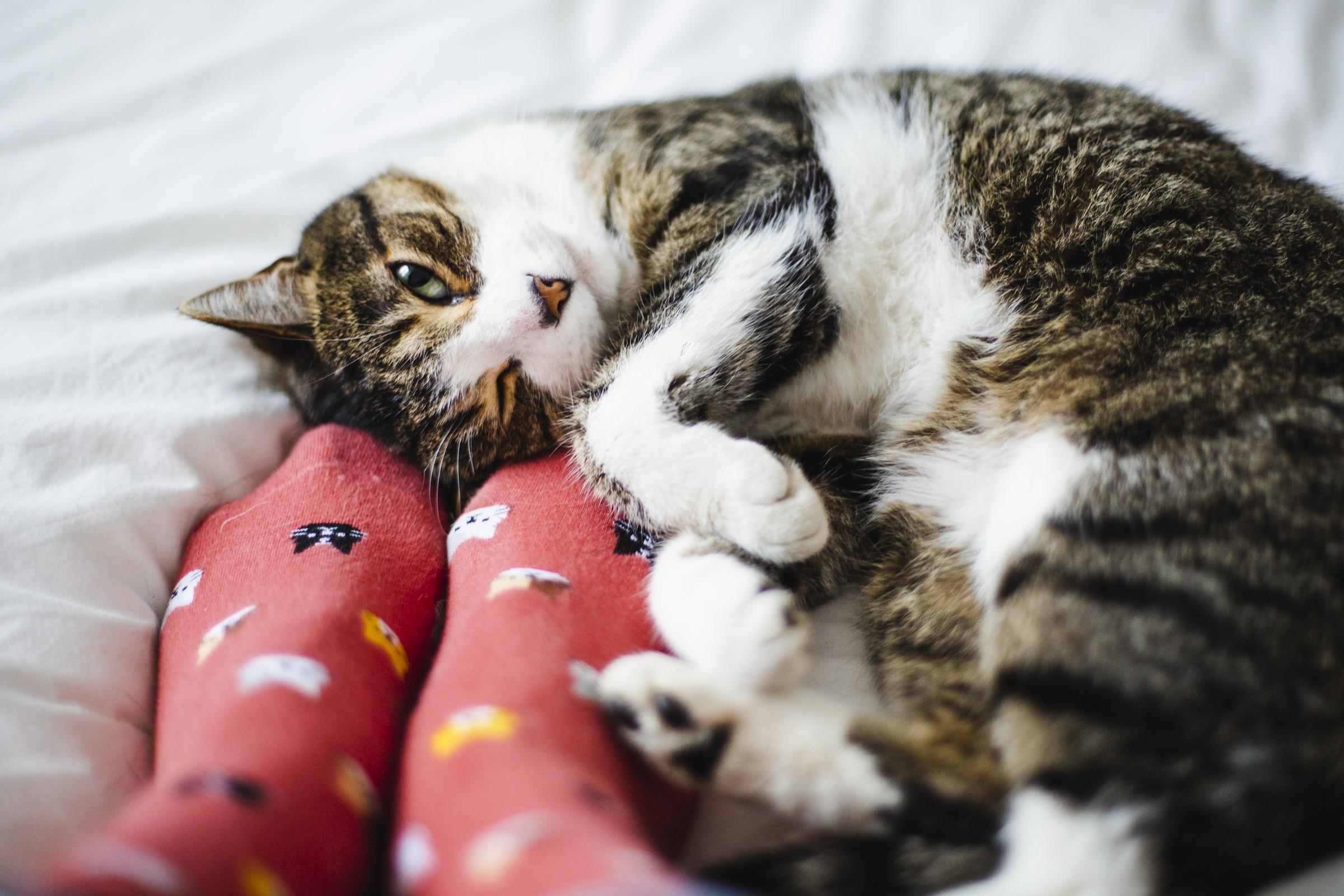 A tabby cat and the feet of a person wearing socks with cat designs | Source: Getty Images